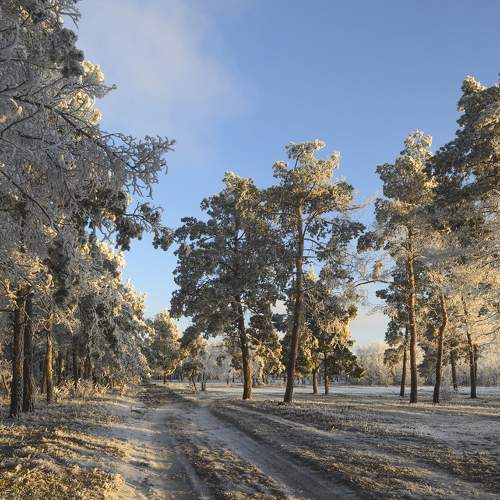 Photo #10003445