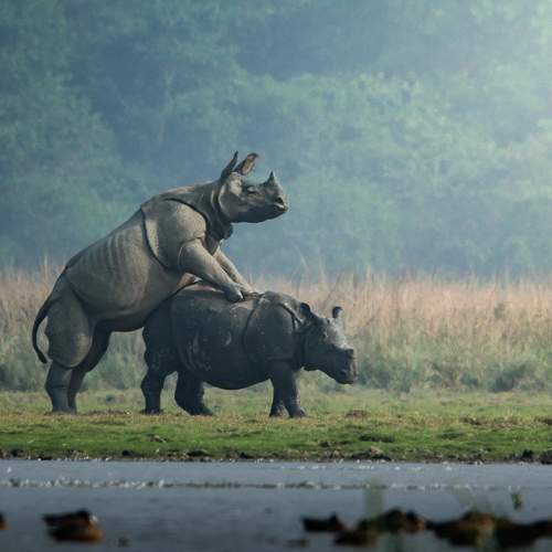 Greater one horn rhino matting