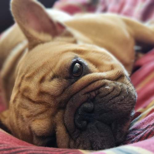 Photo #10005010