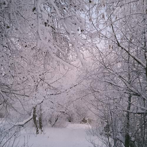 Photo #10006137