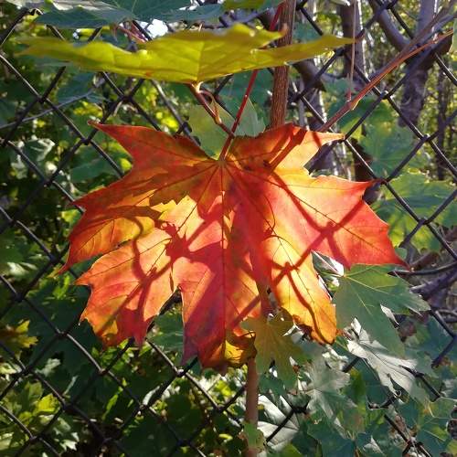 Photo #10006429