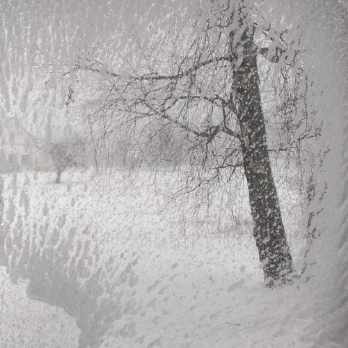 Photo #10006640