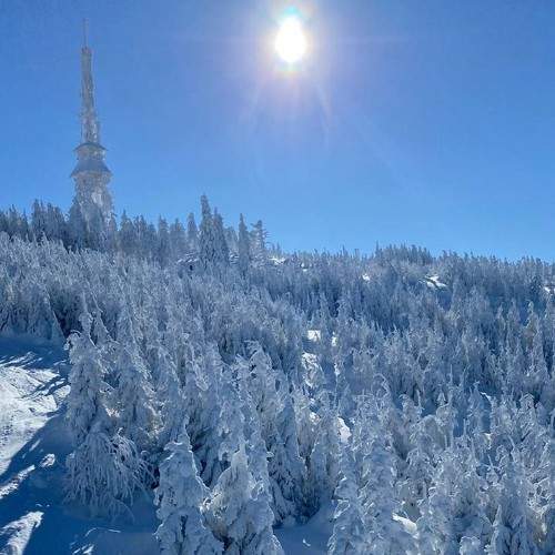 Photo #10006653
