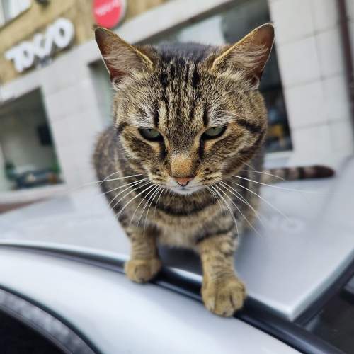 Photo #10007123