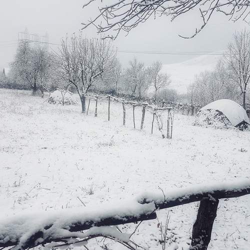 Photo #10007531