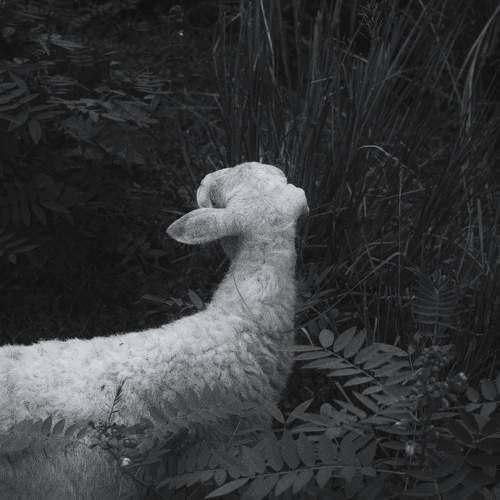 Silence of the lamb