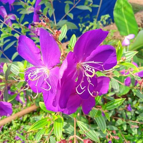 Photo #10007825
