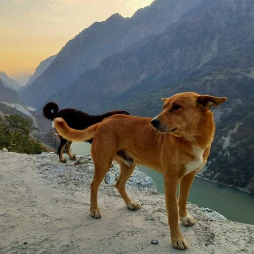 Photo #10007830