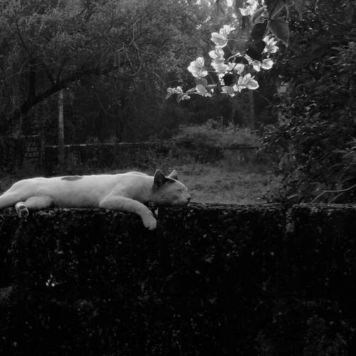 Photo #10008173