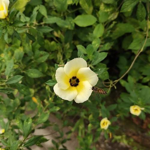 Photo #10008311