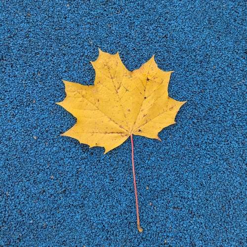 Photo #10008333