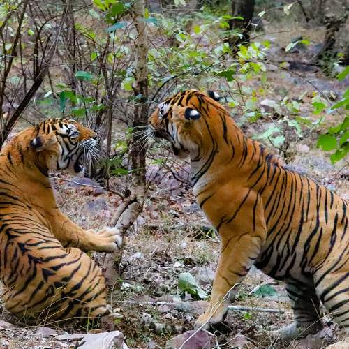 Tigers Mating Ritual