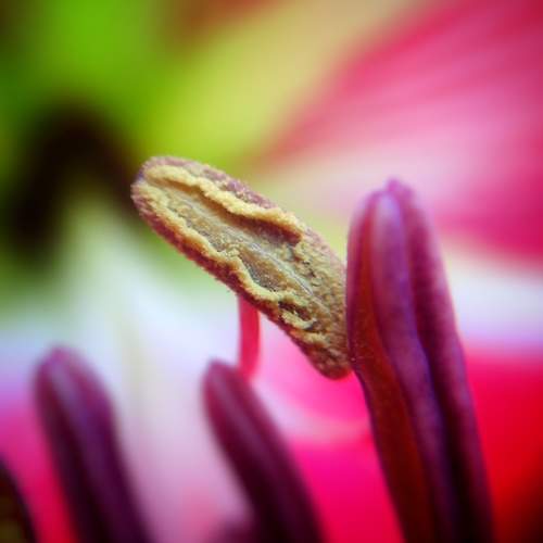 Pintura Natural