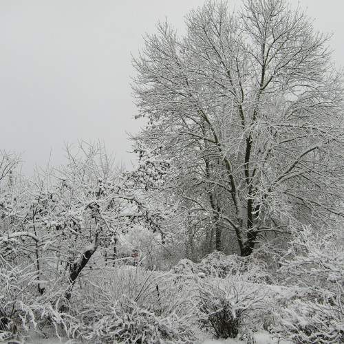 Photo #10009169