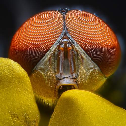 Фотография #10009212