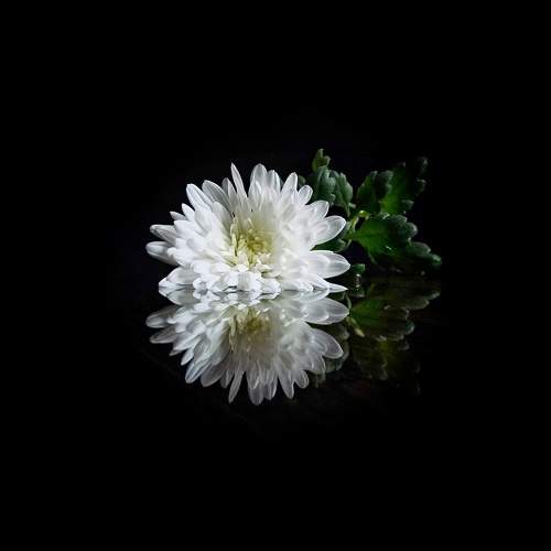 Photo #10009955