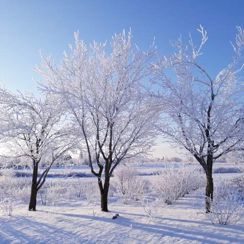 Photo #10009971