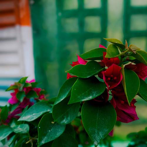 Photo #10010092