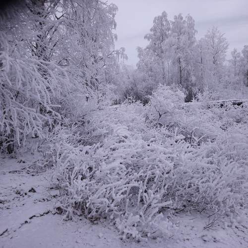 Photo #10010646