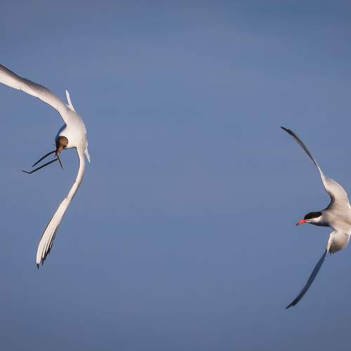 Fight for the nest