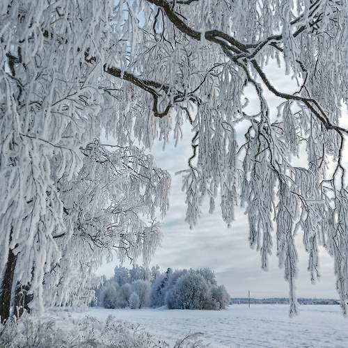 Photo #10011215