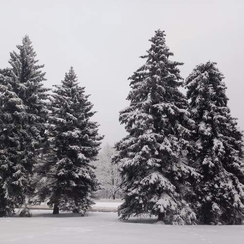 Photo #10011330