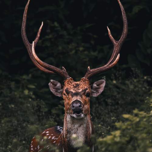 Photo #10011672