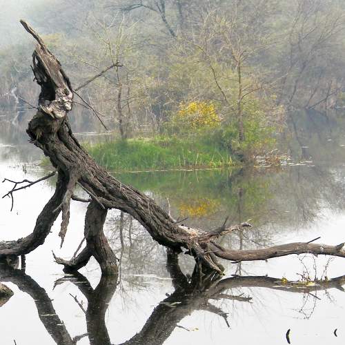 Photo #10013507