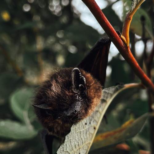 Photo #10013522