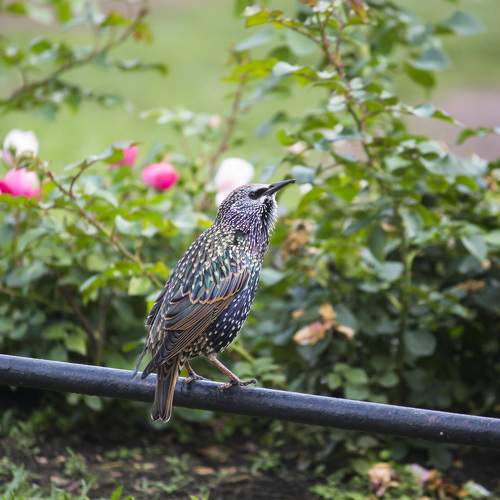 Photo #10013553
