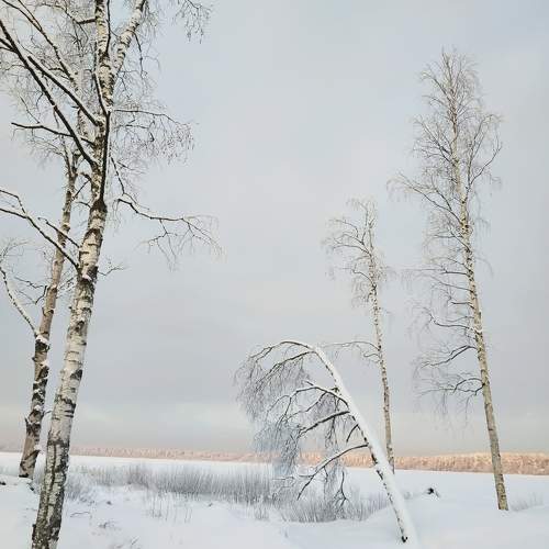 Photo #10013711
