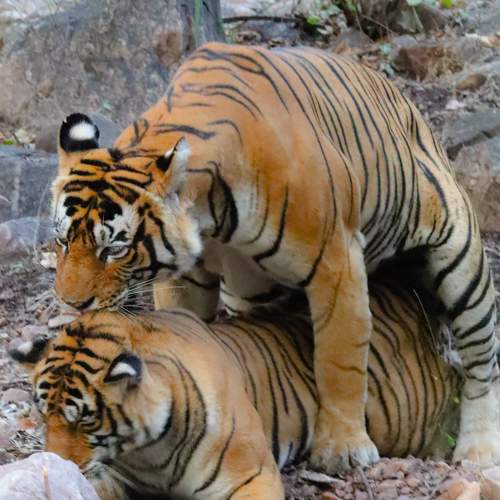 Photo #10014989