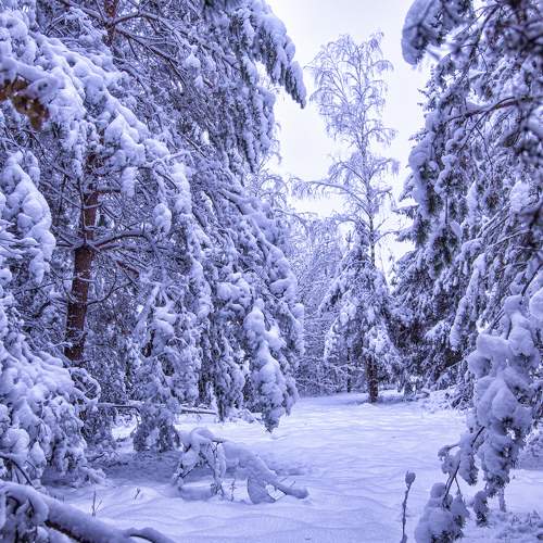 Photo #10015294