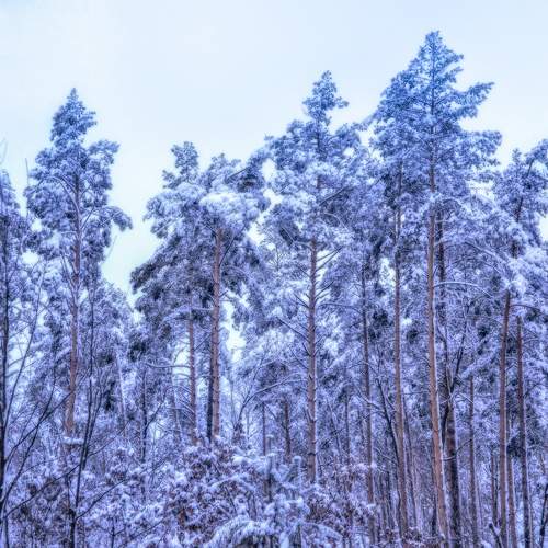 Photo #10015301
