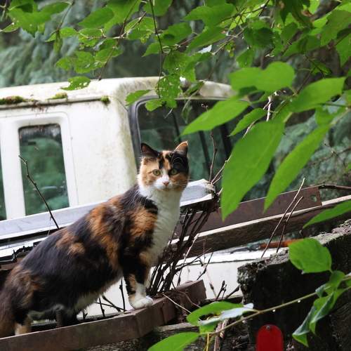 Photo #10015339