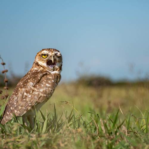 Photo #10016815