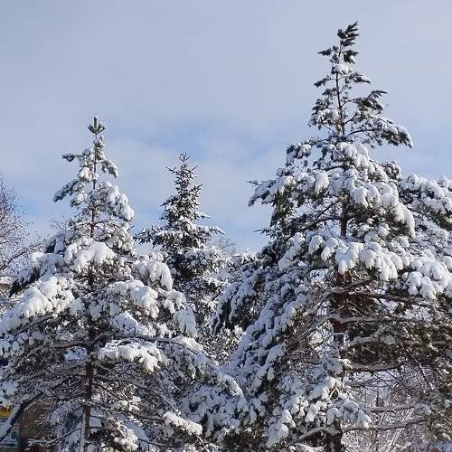 Photo #10016968