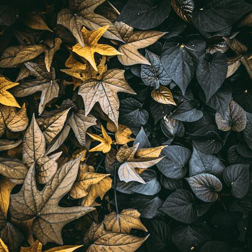 Photo #10017017
