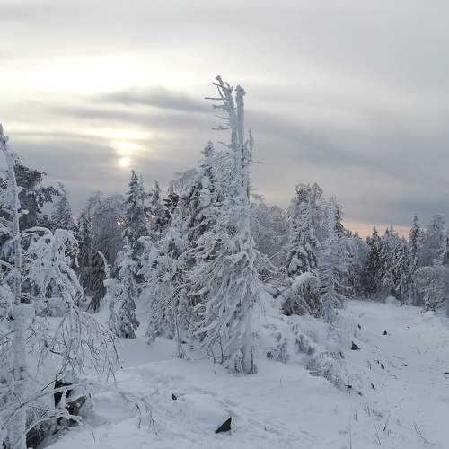 Photo #10017037