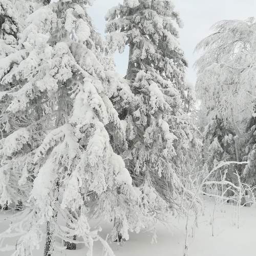Photo #10017046