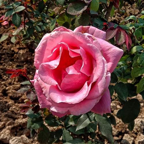 Photo #10017233