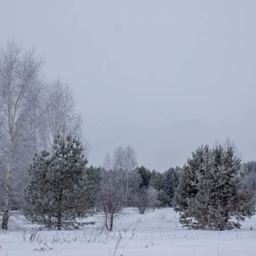 Photo #10017810