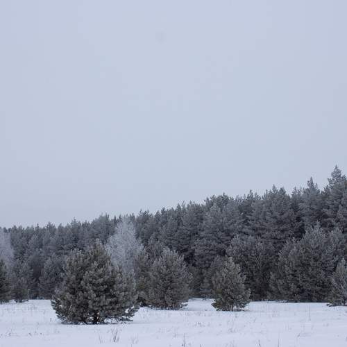 Photo #10017811