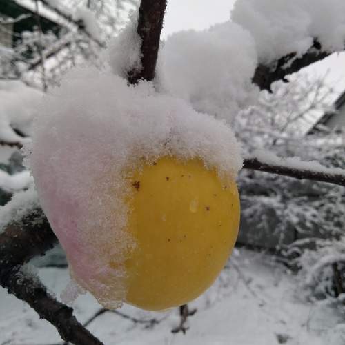 Photo #10018648