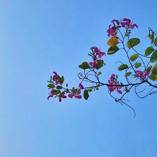 Photo #10018688