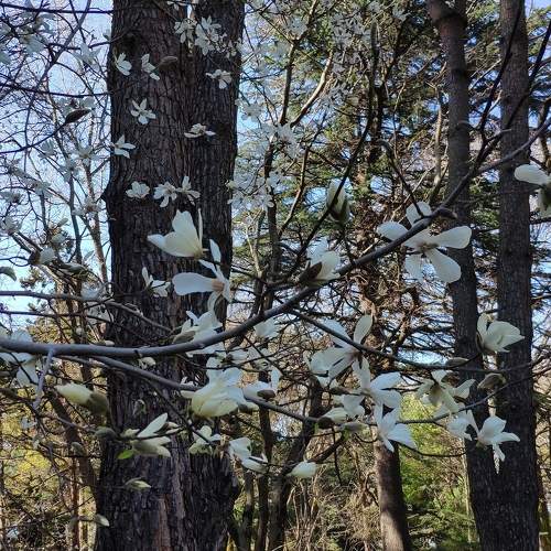 Photo #10020725