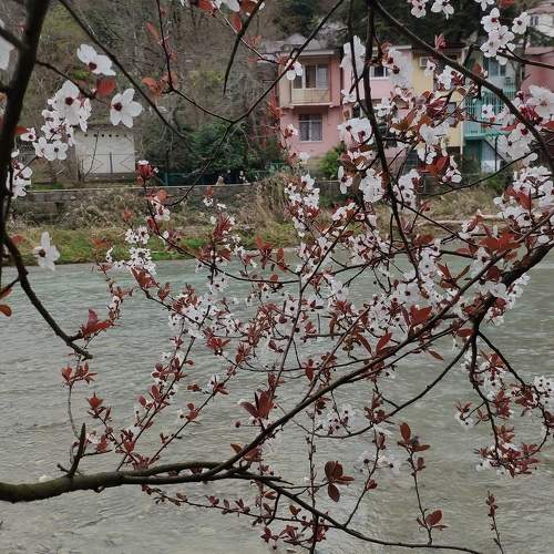 Photo #10020730