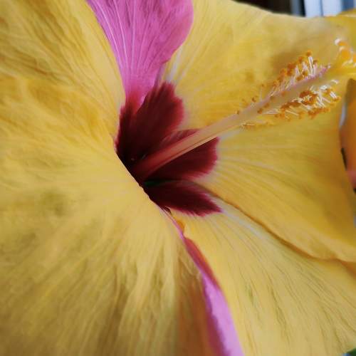 Photo #10020739