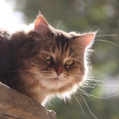 Photo #10021405