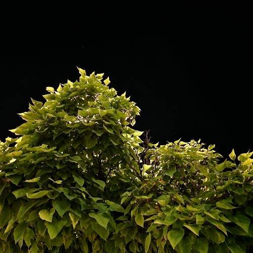 Photo #10021566